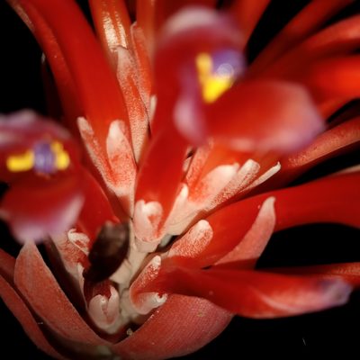 Billbergia pyramidalis, photographed by Beah Vega