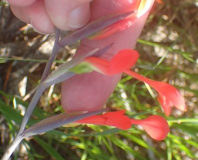 Gladiolus cunonius, photographed by Nicola van Berkel