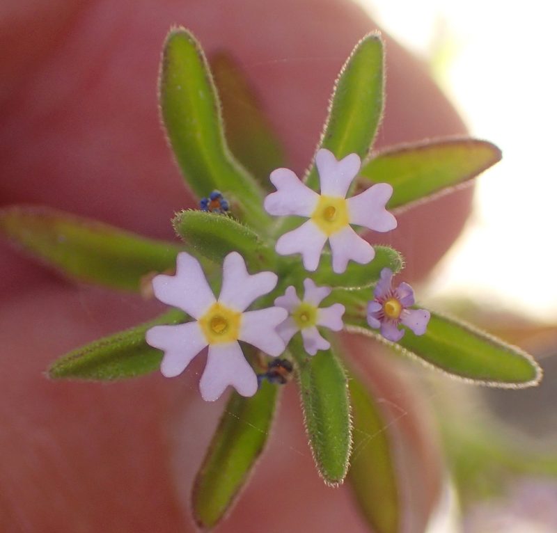 Zaluzianskya gracilis, photographed by Nicola van Berkel