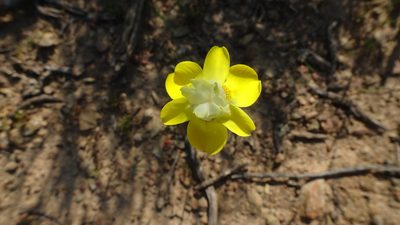 Moraea gawleri, photographed by Paul Emms