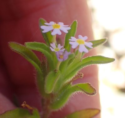 Zaluzianskya gracilis, photographed by Nicola van Berkel