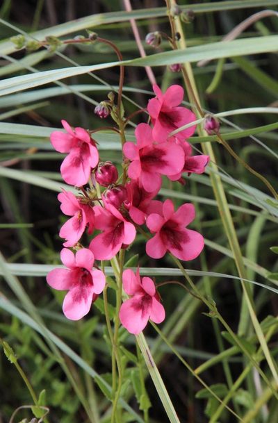 Diascia capsularis, photographed by Tony Rebelo