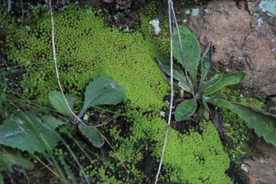 Bartramia breutelii, photographed by Tony Rebelo