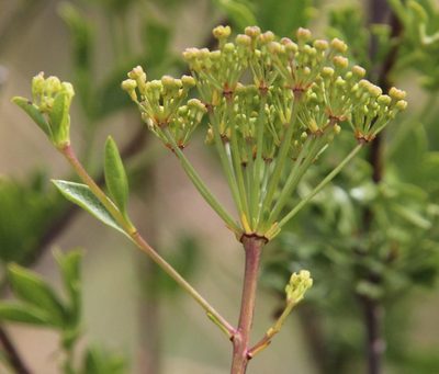 Polemannia grossulariifolia, photographed by Tony Rebelo