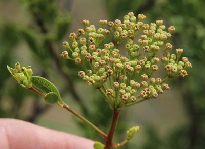 Polemannia grossulariifolia, photographed by Tony Rebelo