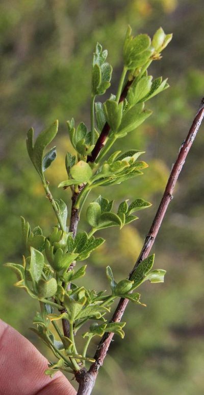 Polemannia grossulariifolia, photographed by Tony Rebelo
