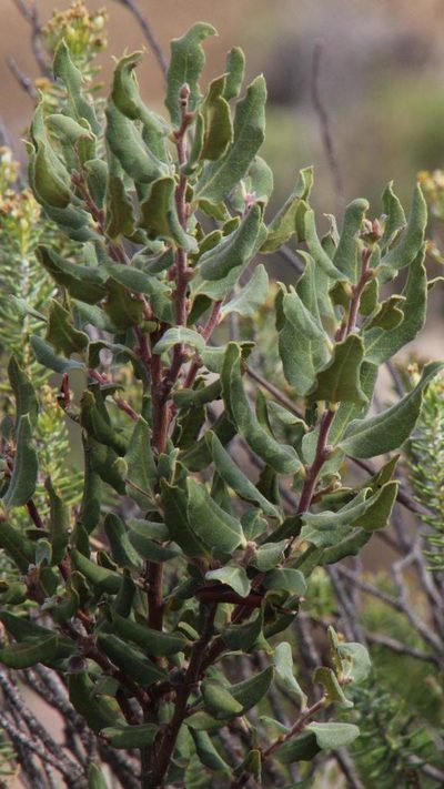 Euclea coriacea, photographed by Tony Rebelo