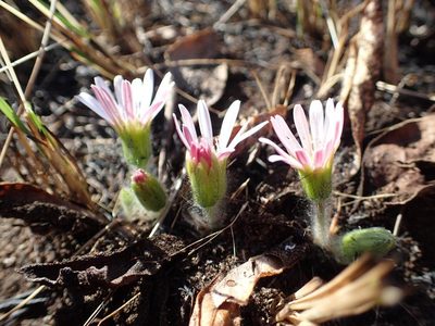 Gerbera natalensis, photographed by Peter Warren