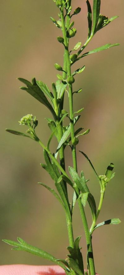 Lepidium divaricatum, photographed by Tony Rebelo