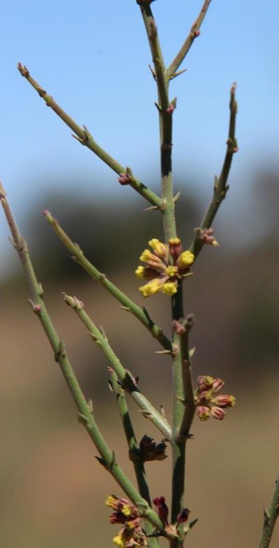 Microloma armatum, photographed by Tony Rebelo