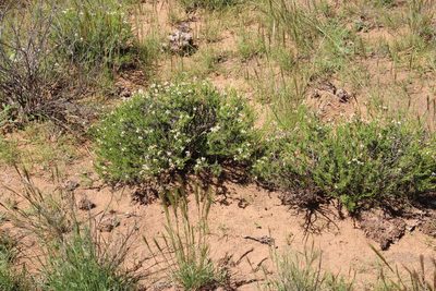 Phymaspermum parvifolium, photographed by Tony Rebelo