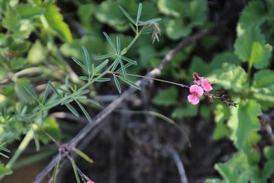 Indigofera punctata, photographed by Tony Rebelo