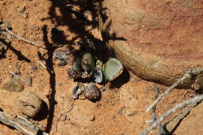 Aloinopsis rosulata, photographed by Tony Rebelo