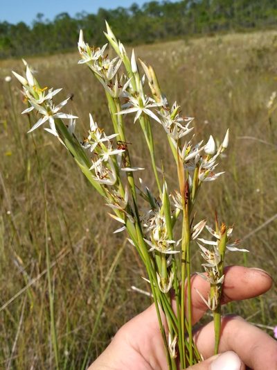 Pleea tenuifolia, photographed by Scott Ward