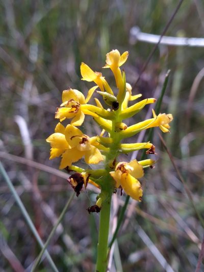 Platanthera integra, photographed by Scott Ward