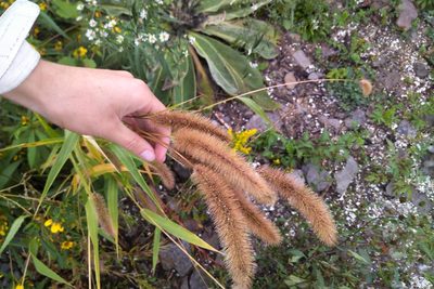 Setaria faberi, photographed by Katherine Baird