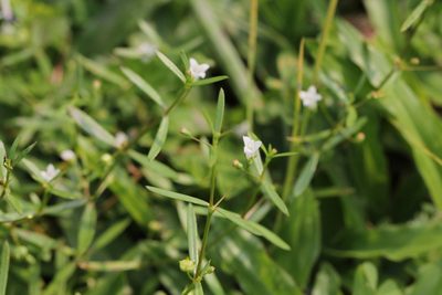 Scleromitrion diffusum, photographed by Agnes Trekker