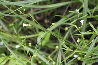 Scleromitrion diffusum, photographed by Agnes Trekker