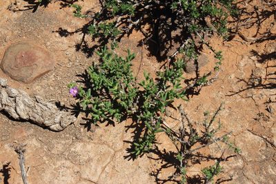 Delosperma peersii, photographed by Tony Rebelo