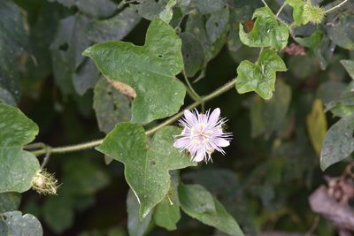Passiflora lanuginosa, photographed by Cody Stricker