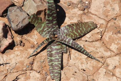 Ledebouria apertiflora, photographed by Tony Rebelo