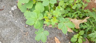 Cleome gynandra, photographed by P Jeganathan