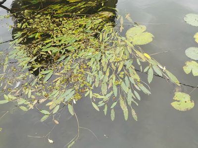 Potamogeton nodosus, photographed by Grzegorz Grzejszczak