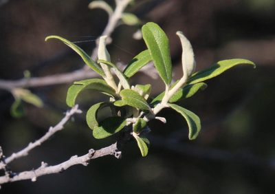 Tarchonanthus minor, photographed by Tony Rebelo