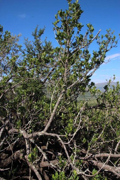 Searsia krebsiana, photographed by Tony Rebelo
