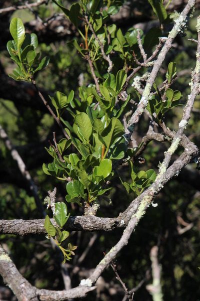 Searsia krebsiana, photographed by Tony Rebelo