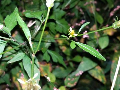 Bidens bipinnata, photographed by Cecil Smith