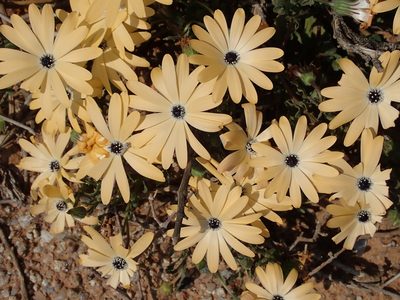 Dimorphotheca sinuata, photographed by Peter Warren