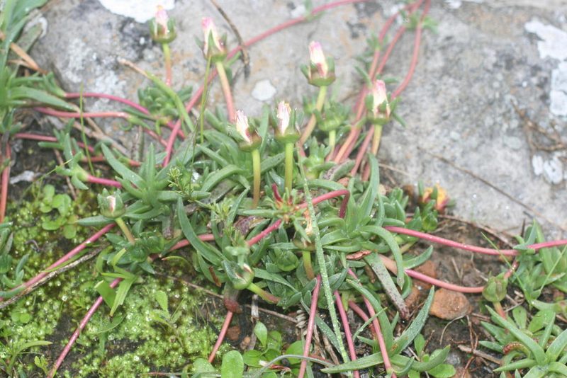Cephalophyllum parviflorum, photographed by Jacques van der Merwe