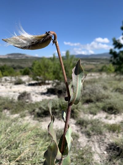 Asclepias glaucescens, photographed by Carlos Martorell