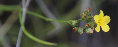 Linum thunbergii, photographed by Tony Rebelo