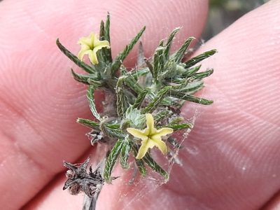 Euploca torreyi, photographed by Sam Kieschnick