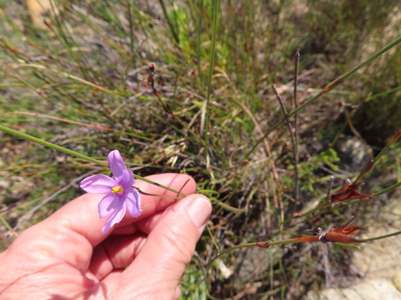 Ixia micrandra, photographed by linkie