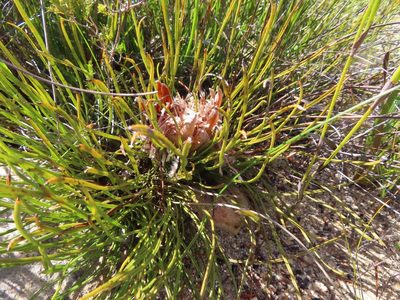 Protea scorzonerifolia, photographed by linkie