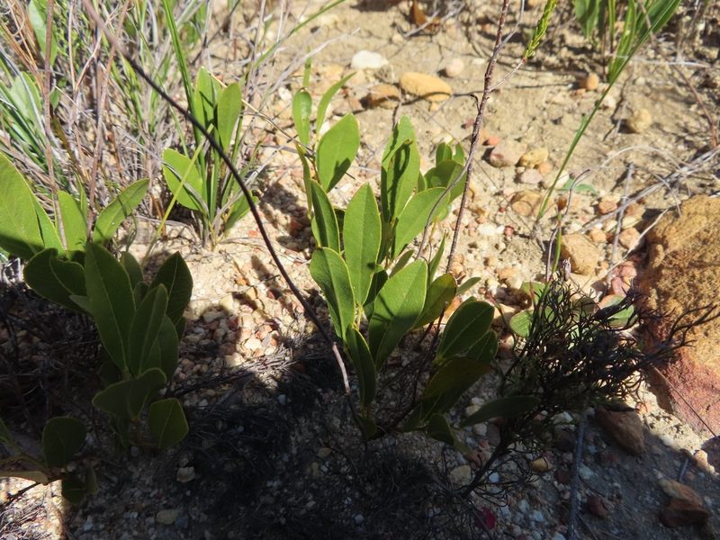 Psoralea rotundifolia, photographed by linkie