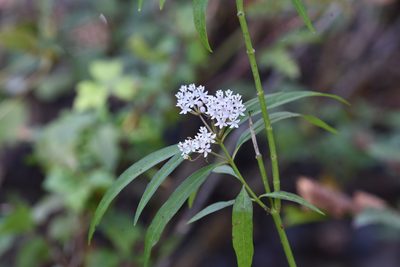 Asclepias perennis, photographed by Cody Stricker