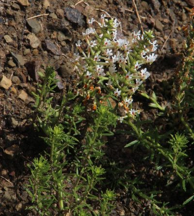 Hebenstretia robusta, photographed by Tony Rebelo