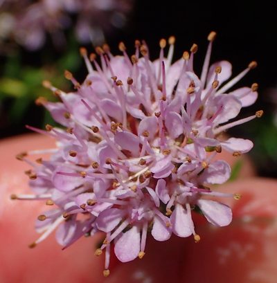 Agathosma cerefolia, photographed by Nicola van Berkel
