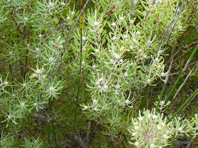 Leucadendron galpinii, photographed by Shaun Swanepoel