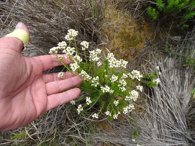 Helichrysum teretifolium, photographed by Shaun Swanepoel