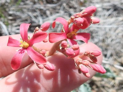 Jatropha cathartica, photographed by Sam Kieschnick