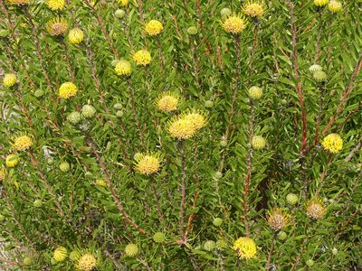 Leucospermum muirii, photographed by Shaun Swanepoel