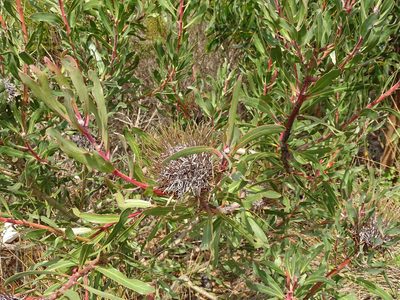Protea susannae, photographed by Shaun Swanepoel