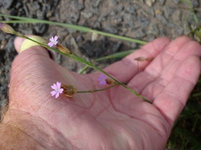Petrorhagia prolifera, photographed by Shaun Swanepoel