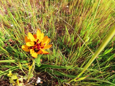 Baeometra uniflora, photographed by linkie