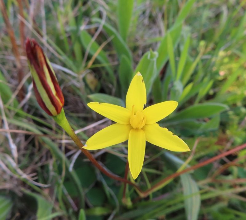 Pauridia flaccida, photographed by linkie